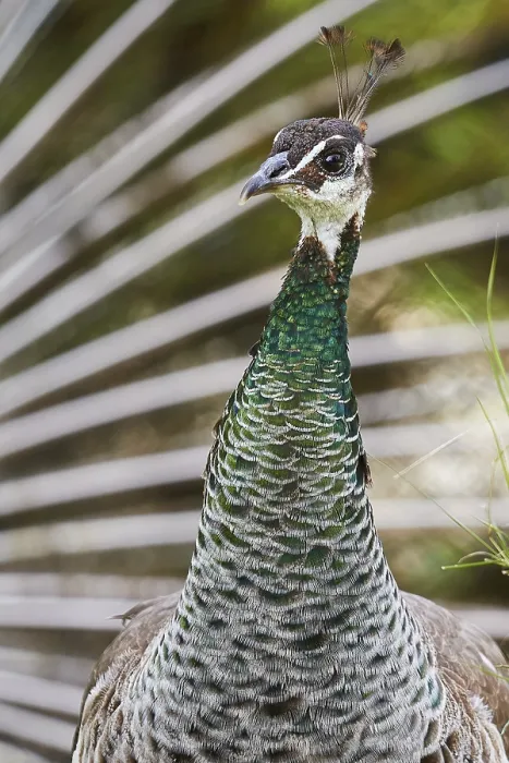 Framed Print : Close-up of a peacock with detailed green feathers Framed Print : Close-up of a peacock with detailed green feathers