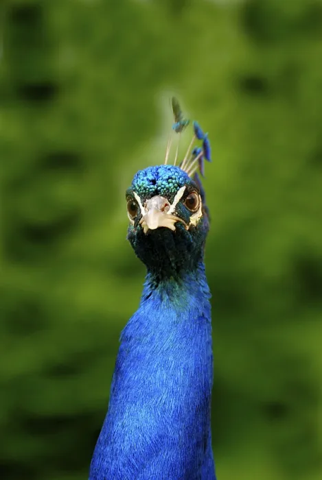 Framed Print : A close-up of a peacock with vivid blue feathers against a lush green background