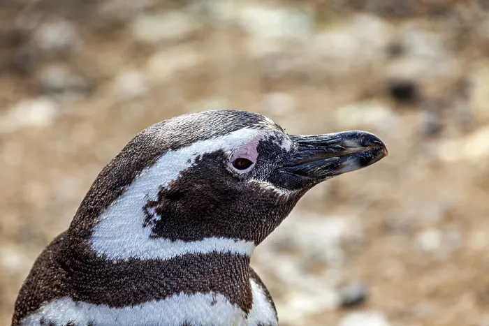 Framed Print : Close-up of a penguin head with detailed plumage Framed Print : Close-up of a penguin head with detailed plumage