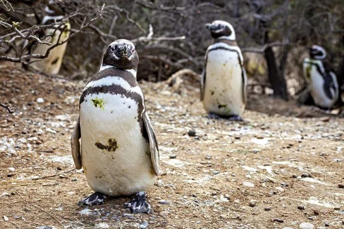 Framed Print : Close-up of penguins on desert-like ground