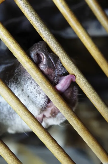 Framed Print : Close-up photo of the dog behind the cage