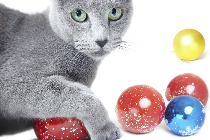 Framed Print : Close-up photo of the gray cat playing with Christmas toys on a white background