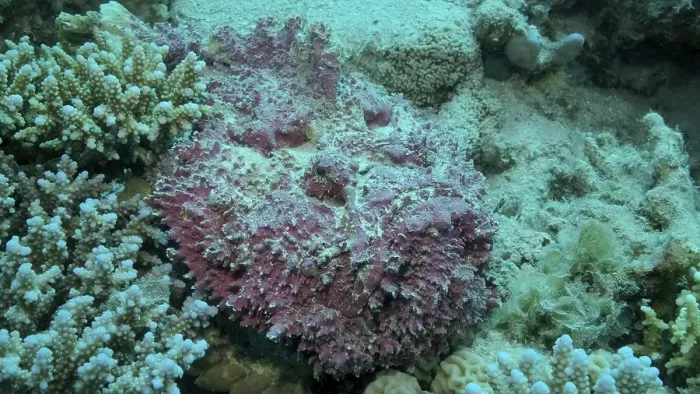 Framed Print : Close-up of pink Stonefish lies on corals