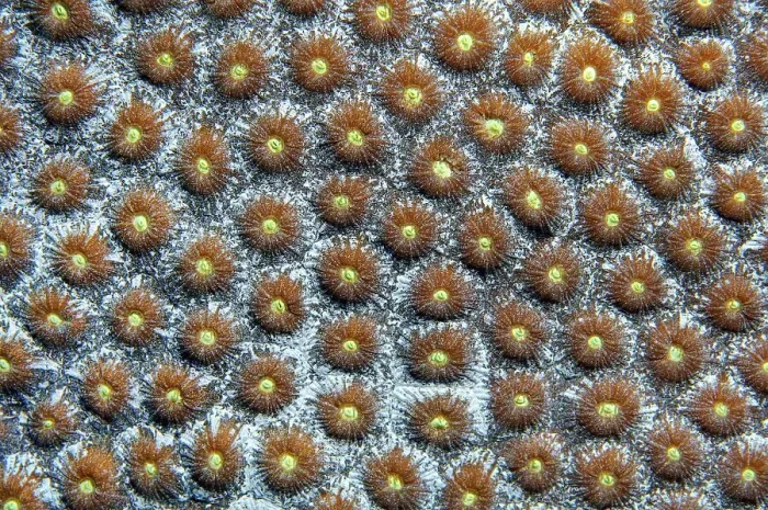 Framed Print : Close-up of polyps of great star coral (Montastrea cavernosa)