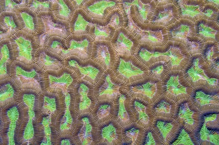 Framed Print : Detail close-up of polyps of Lesser Valley Coral (Favia) Framed Print : Detail close-up of polyps of Lesser Valley Coral (Favia)