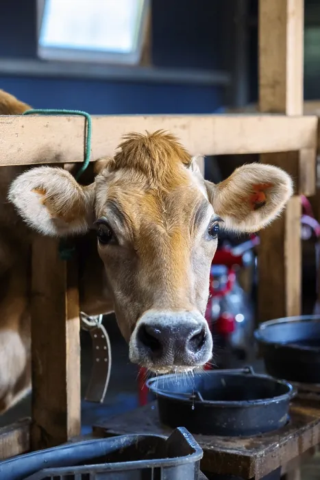 Framed Print : Close-up portrait of cow. Cows eat hay and water at barn