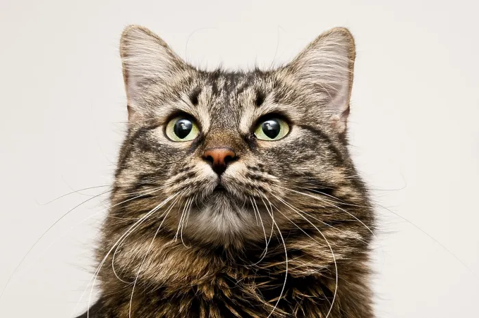 Framed Print : Close-up portrait of a tabby cat with green eyes and long whiskers against a neutral background Framed Print : Close-up portrait of a tabby cat with green eyes and long whiskers against a neutral background