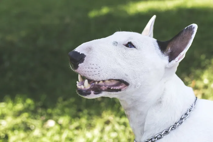 Framed Print : Close-up portrait of white bull terrier with open mouth and chain collar on green grass background