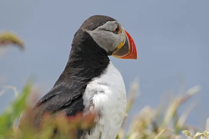 Framed Print : Close-up of a puffin with vivid colours and detailed feathers in the grass