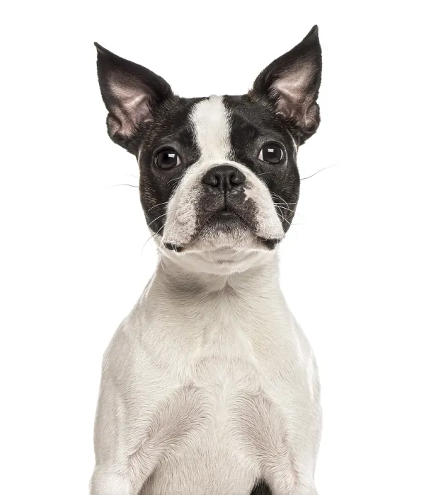 Framed Print : Close-up of a pug, isolated on white Framed Print : Close-up of a pug, isolated on white