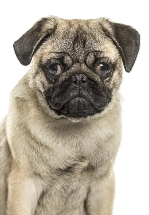 Framed Print : Close-up of a pug sitting, isolated on white