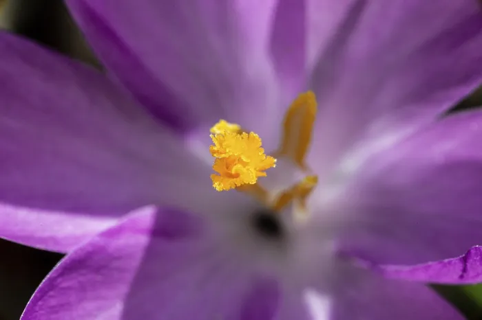 Framed Print : Close-up of a purple crocus (Crocus vernus) with yellow stamens