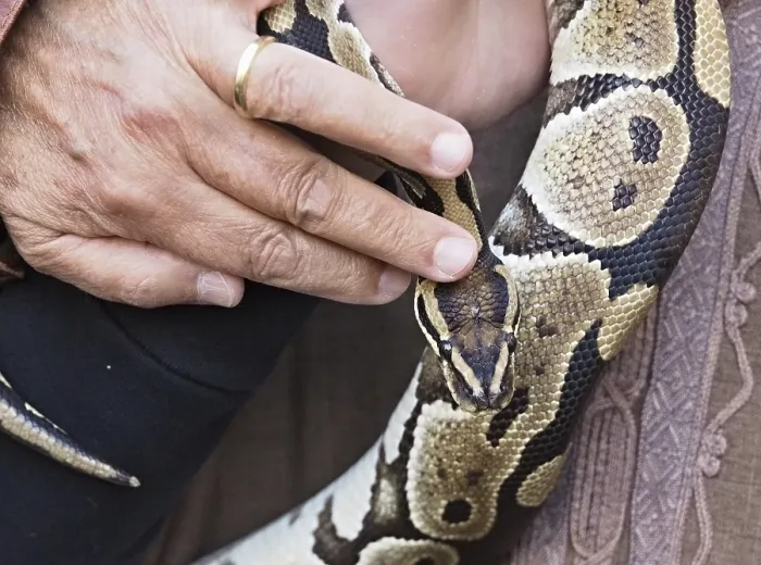 Framed Print : Close-up of a python snake being held Framed Print : Close-up of a python snake being held