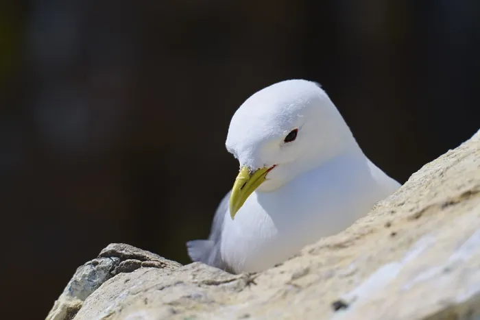 Framed Print : Close-up of a quiet yellow-billed gull sitting attentively on a rock Framed Print : Close-up of a quiet yellow-billed gull sitting attentively on a rock
