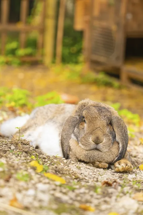 Framed Print : Close-up of a rabbit resting in a natural setting Framed Print : Close-up of a rabbit resting in a natural setting