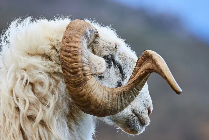 Framed Print : Close-up of a ram with imposing horns in front of a mountainous landscape Framed Print : Close-up of a ram with imposing horns in front of a mountainous landscape