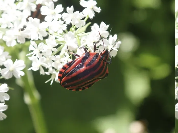 Framed Print : Close-up of a red and black striped beetle