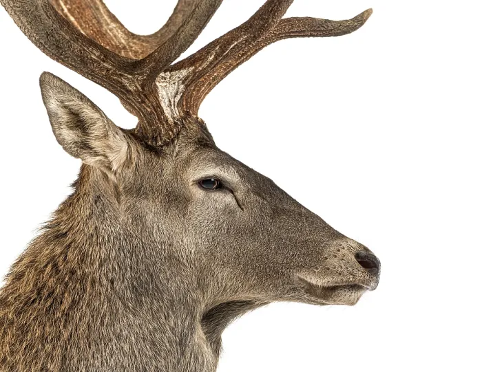 Framed Print : Close-up of a Red deer stag in front of a white background