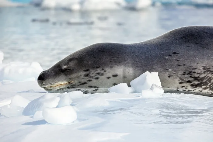 Framed Print : Close-up of a relaxed seal on snow in an icy environment