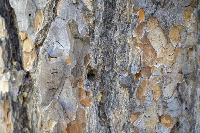 Framed Print : Close-up of Scots pine (Pinus sylvestris) bark in various shades of brown and grey