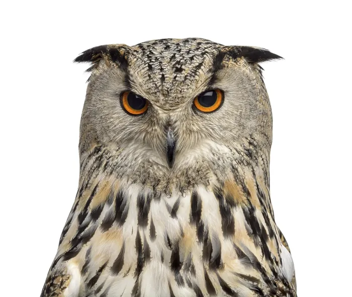 Framed Print : Close-up of a Siberian Eagle Owl - Bubo bubo (3 years old) in front of a white background Framed Print : Close-up of a Siberian Eagle Owl - Bubo bubo (3 years old) in front of a white background
