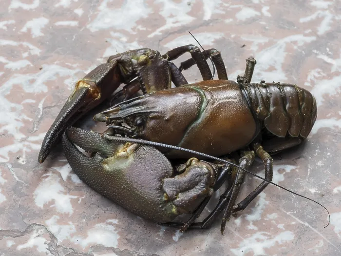 Framed Print : Close-up of signal crayfish (Pacifastacus leniusculus)