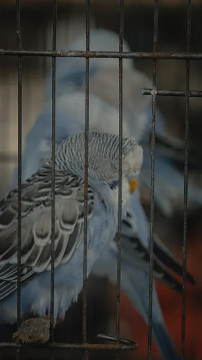 Framed Print : Close-up of sleeping blue budgerigar or melopsittacus undulatus behind cage bars at a pet shop Framed Print : Close-up of sleeping blue budgerigar or melopsittacus undulatus behind cage bars at a pet shop