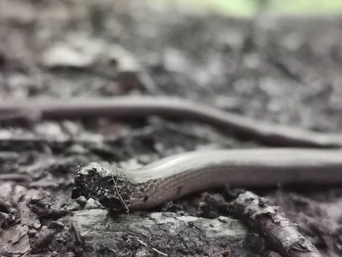 Framed Print : Close-up, A slow worm (anguis fragilis) slithers across the ground Framed Print : Close-up, A slow worm (anguis fragilis) slithers across the ground