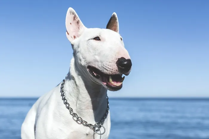 Framed Print : Close-up of a smiling white bull terrier with metal chain collar on a sunny day Framed Print : Close-up of a smiling white bull terrier with metal chain collar on a sunny day