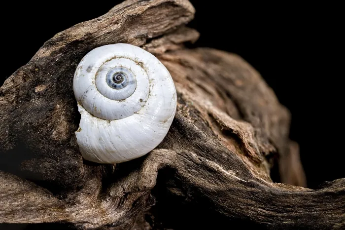Framed Print : A close-up of a smooth snail shell resting on textured driftwood Framed Print : A close-up of a smooth snail shell resting on textured driftwood