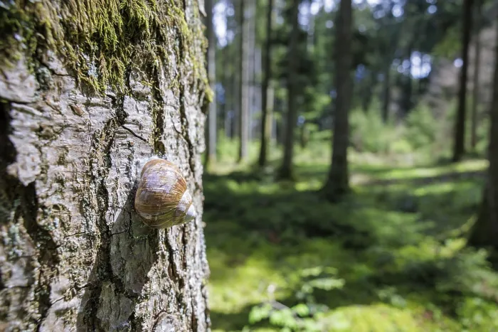 Framed Print : Close-up of a snail on a moss-covered tree trunk in the forest Framed Print : Close-up of a snail on a moss-covered tree trunk in the forest