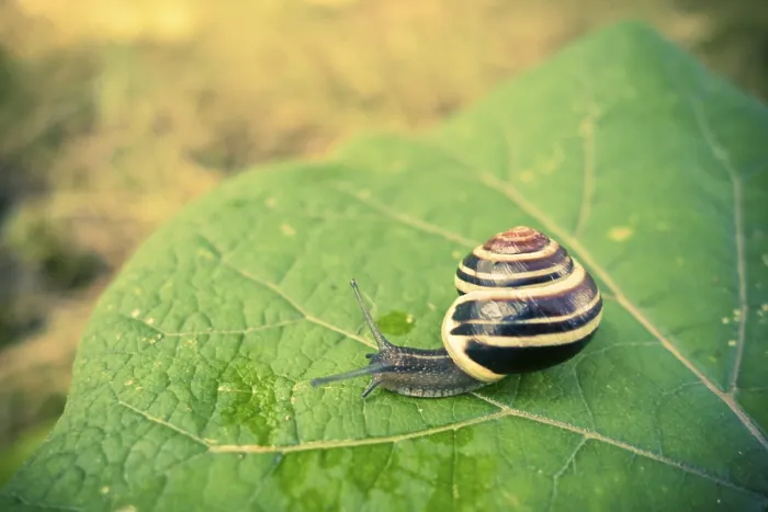 Framed Print : A close-up of a snail with a striped shell crawling on a large green leaf