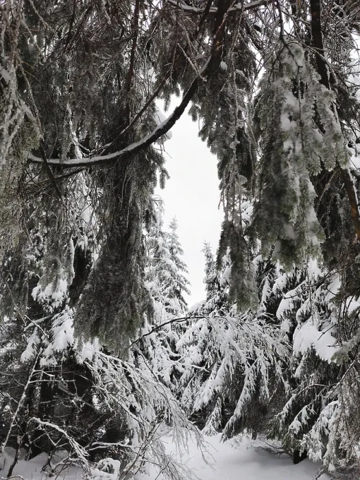 Framed Print : Close-up of snow-covered branches in a thick winter forest