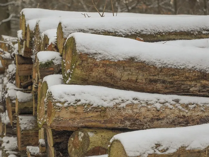 Framed Print : Close-up of a snowy pile of wood in the forest Framed Print : Close-up of a snowy pile of wood in the forest