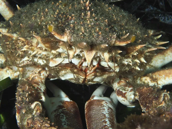 Framed Print : Close-up of a spiky crab with an impressive shell structure