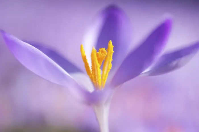 Framed Print : Close-up of a spring crocus (Crocus Vernus) Framed Print : Close-up of a spring crocus (Crocus Vernus)