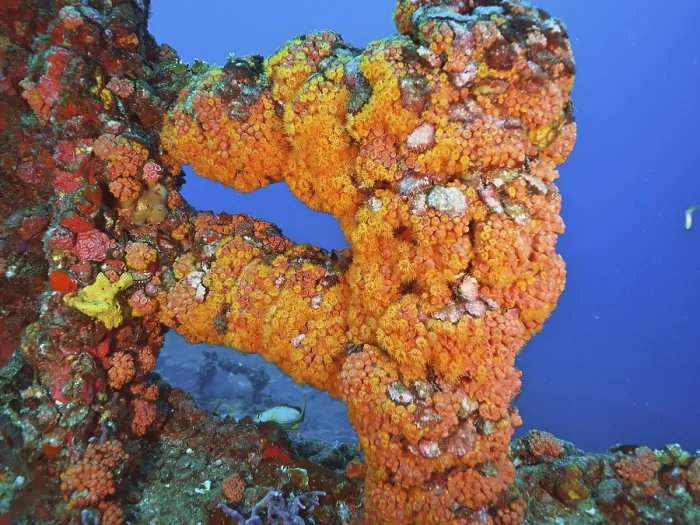 Framed Print : Close-up of a structure overgrown with bright orange coral