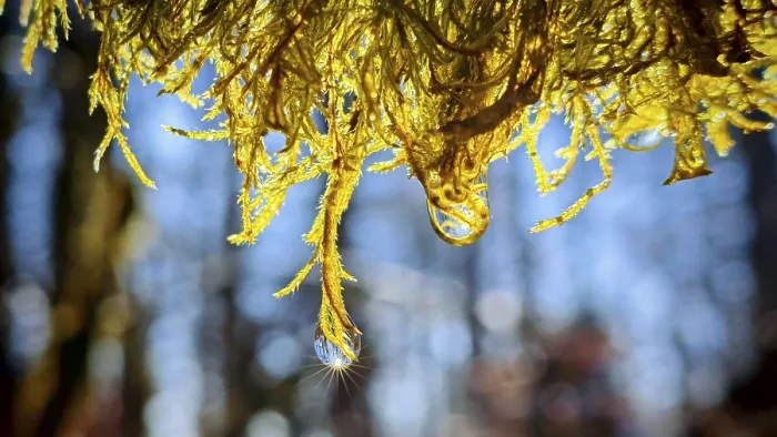 Framed Print : Close-up of sunlit moss with drops of water in the background of blurred trees