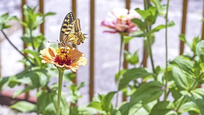 Framed Print : Close-up of a swallowtail butterfly feeding on an orange zinnia flower in a sunlit garden
