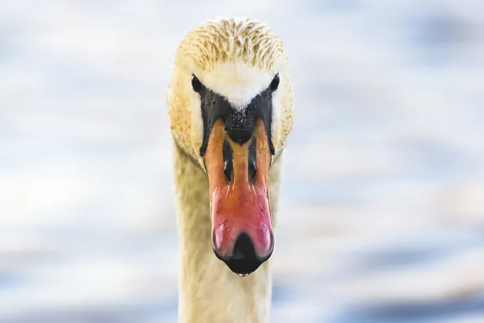 Framed Print : Close-up of a swan's face and beak with water in the background Framed Print : Close-up of a swan's face and beak with water in the background