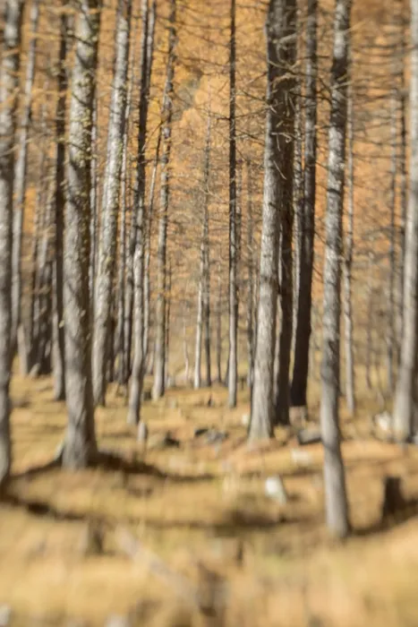 Framed Print : Close-up of tall trees with autumn colors