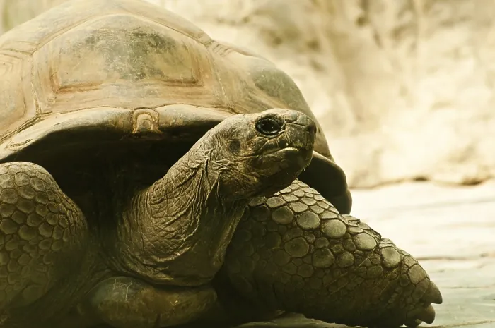 Framed Print : Close-up of a tortoise resting on stone