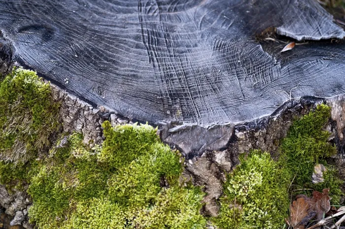 Framed Print : Close-up of a tree stump with visible annual rings and green moss growth