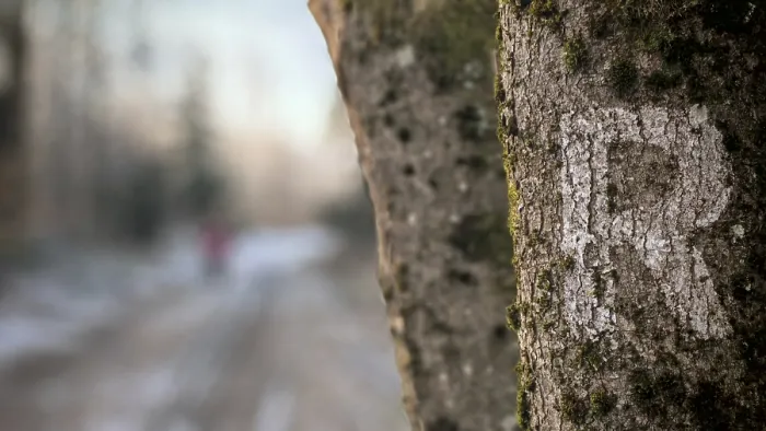 Framed Print : Close-up of a tree trunk with moss and marking with letter R as a signpost Framed Print : Close-up of a tree trunk with moss and marking with letter R as a signpost