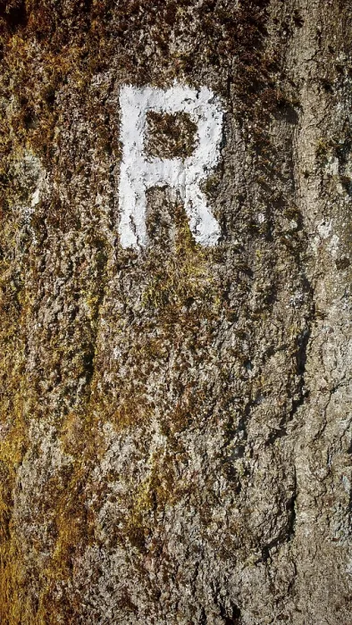 Framed Print : Close-up of a tree trunk with a white painted letter R as a signpost and moss