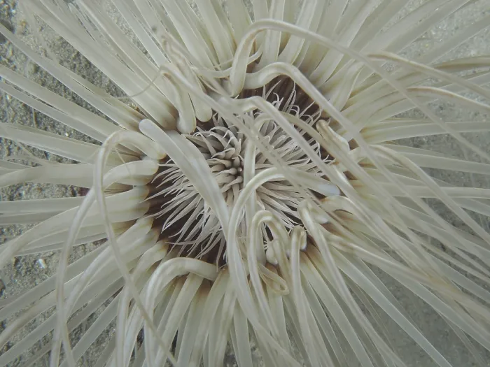 Framed Print : Close-up of tube-dwelling anemone (Cerianthus) from above