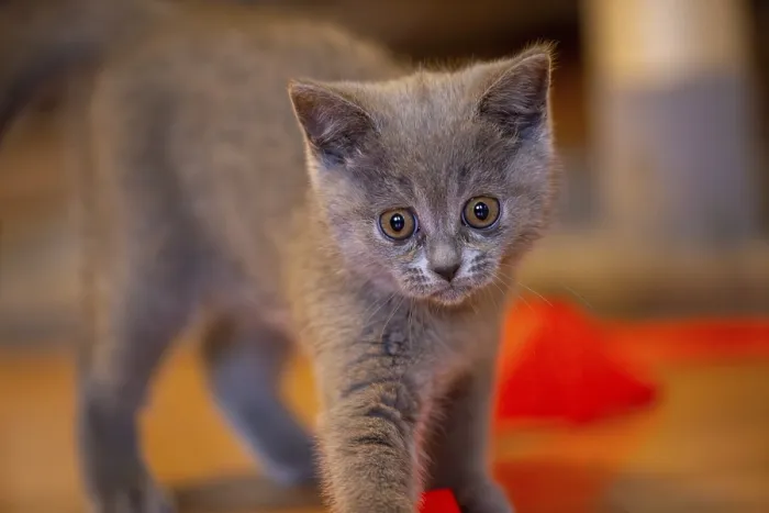 Framed Print : Close-up of a twelve-week-old BKH kitten (British Shorthair)