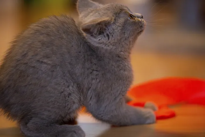 Framed Print : Close-up of a twelve-week-old BKH kitten (British Shorthair)
