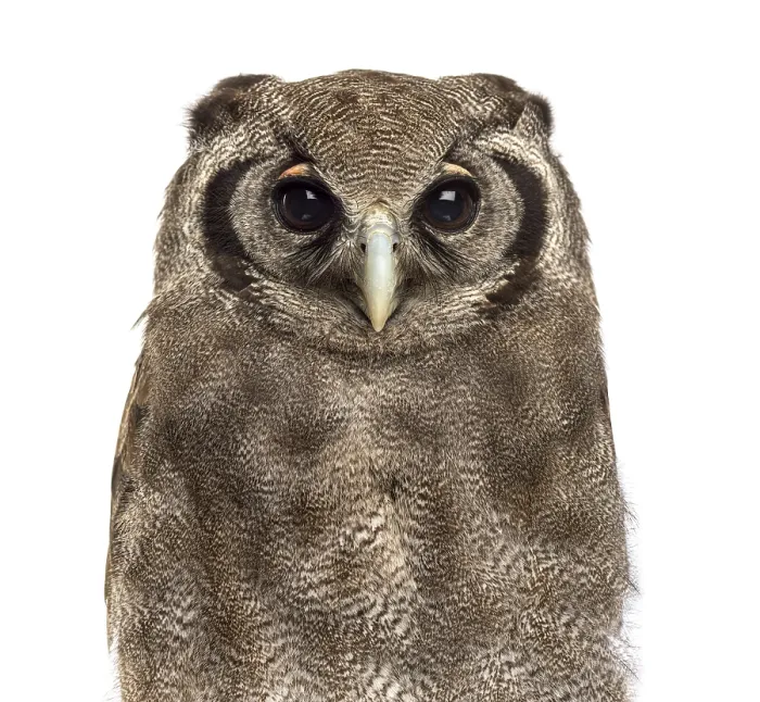 Framed Print : Close-up of a Verreaux's eagle-owl - Bubo lacteus (3 years old)