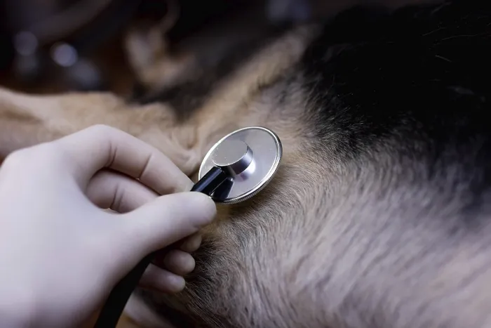 Framed Print : Close-up of a veterinarian using a stethoscope on a dog's fur during a health check Close-up of a veterinarian